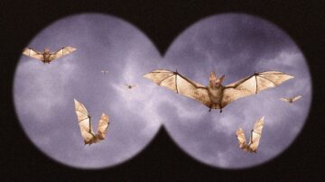 Como fazer para expulsar morcegos