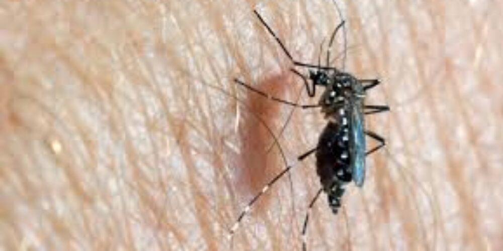 Como fazer uma armadilha para mosquito da dengue