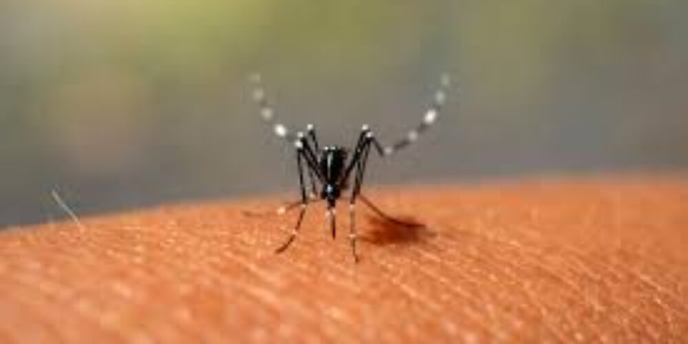 Como ficam as fezes na dengue