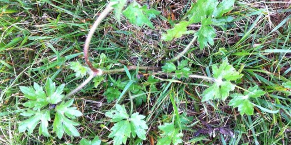 Como identificar ervas daninhas no jardim