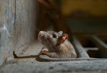 Como identificar sinais de infestação de ratos