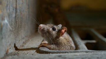 Como identificar sinais de infestação de ratos