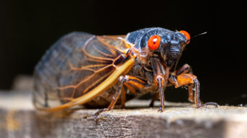 Como lidar com uma infestação de cigarras