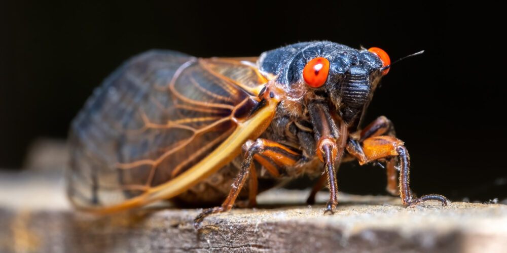 Como lidar com uma infestação de cigarras