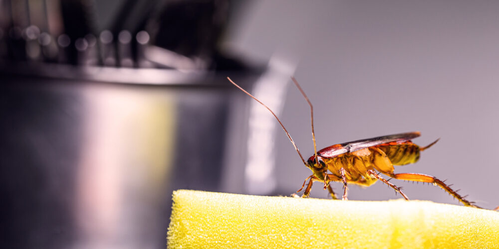 Como limpar a casa após uma infestação de baratas