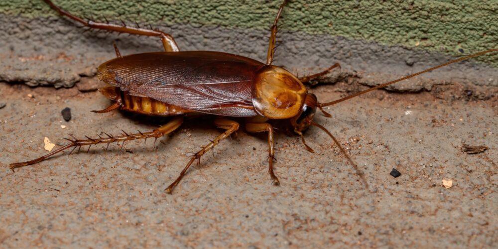 Como manter as baratas afastadas naturalmente