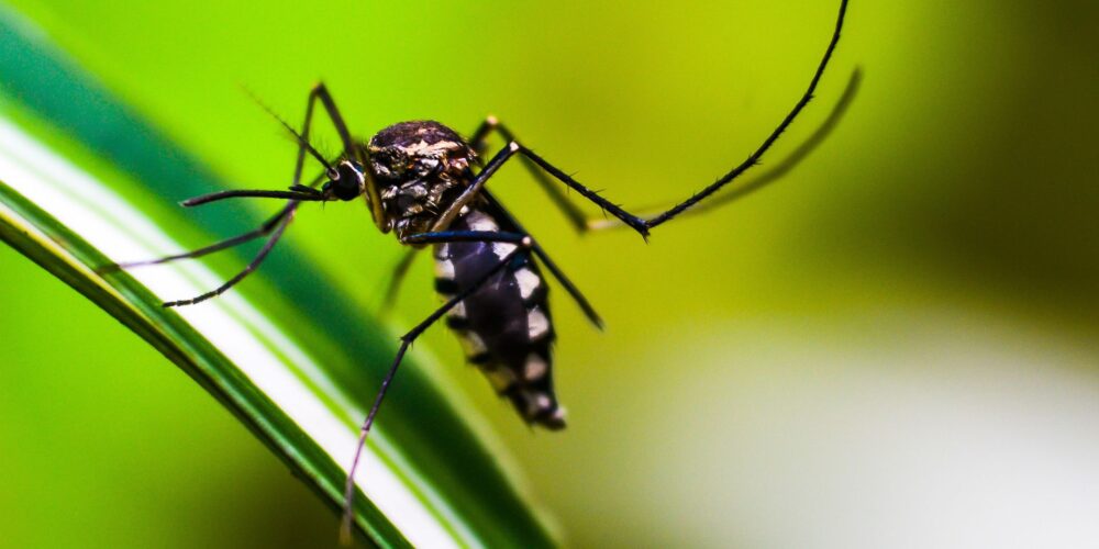 Como não ser picado pelo mosquito da dengue