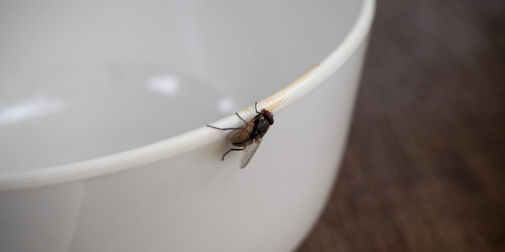 Como não ter moscas em casa