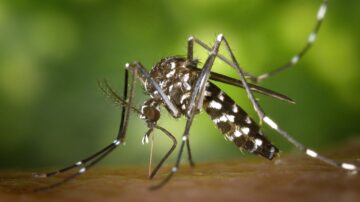 Como o Mosquito da Dengue Transmite a Doença