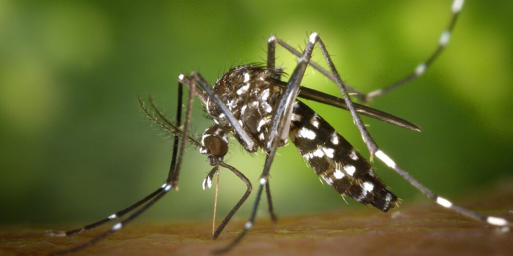 Como o Mosquito da Dengue Transmite a Doença