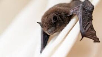 Como o morcego vampiro se alimenta