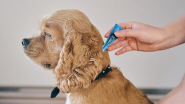 Como os produtos químicos para pulgas afetam os animais de estimação