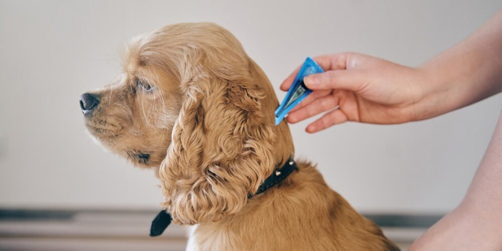 Como os produtos químicos para pulgas afetam os animais de estimação