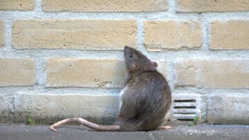 Como os ratos podem andar nas paredes