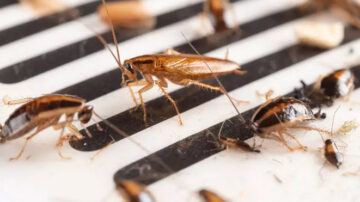 Como prevenir a entrada de baratas em casa