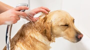 Como tirar pulgas no banho