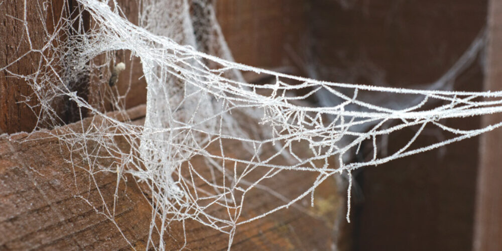 Como remover teias de aranha de maneira eficaz