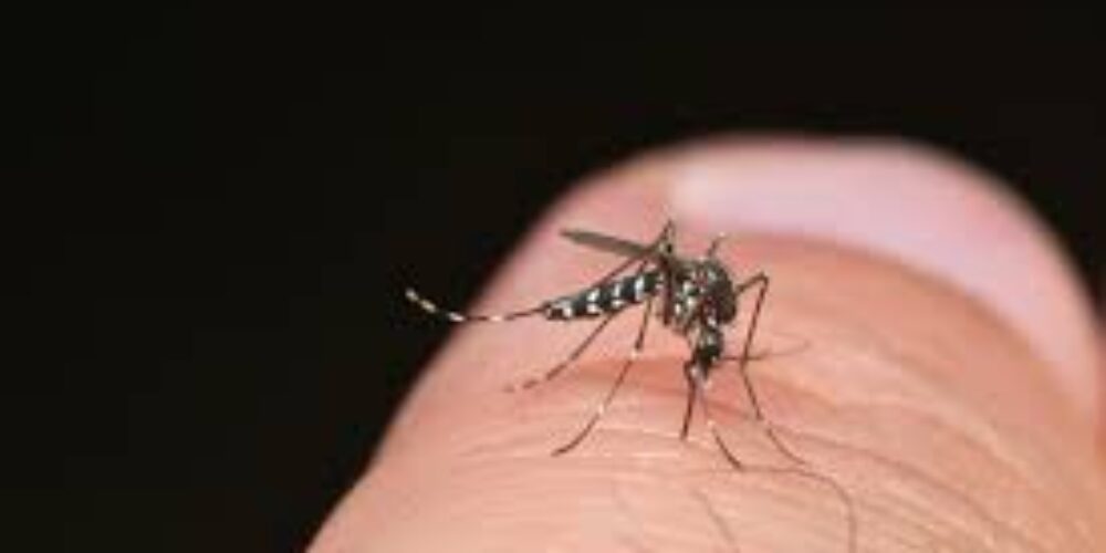 Como saber se foi picado pelo mosquito da dengue