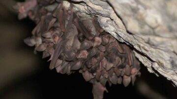 Como saber se tem ninho de morcego