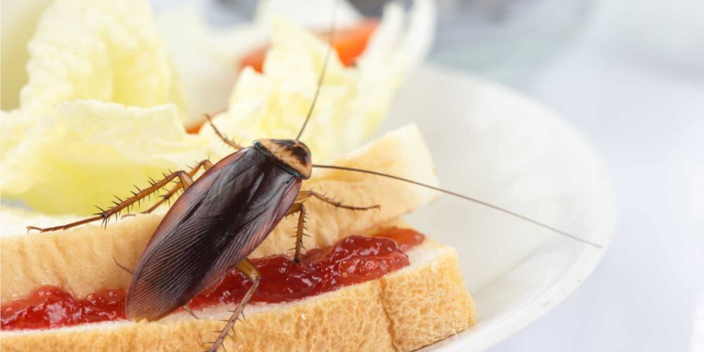 Como se livrar das baratas para sempre