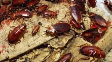Como se livrar de uma grande infestação de baratas