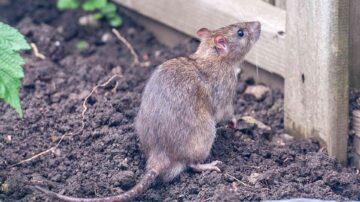 Como se livrar dos ratos no seu quintal