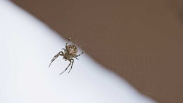 Como usar ácido bórico para matar aranhas