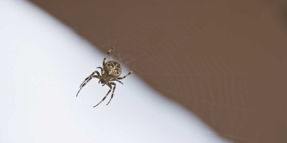 Como usar ácido bórico para matar aranhas