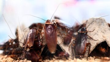 Curiosidades sobre as baratas: fatos interessantes e surpreendentes sobre esses insetos