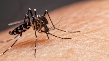 Dengue é transmissível