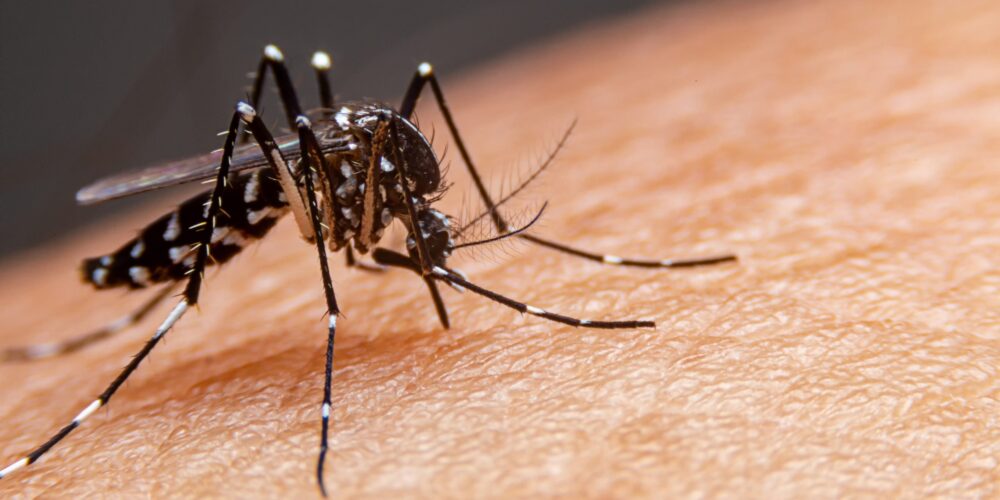 Dengue é transmissível