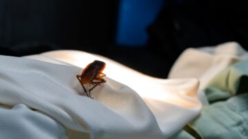 Dormir com a luz acesa afasta as baratas
