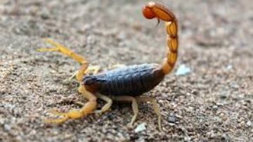 É verdade que escorpiões andam em dupla