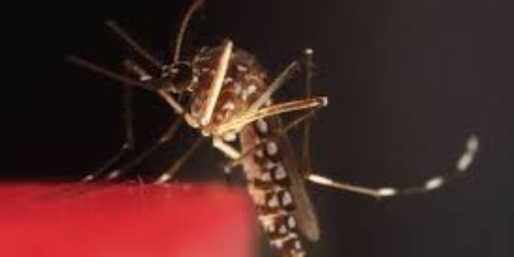É verdade que o mosquito da dengue não pica à noite