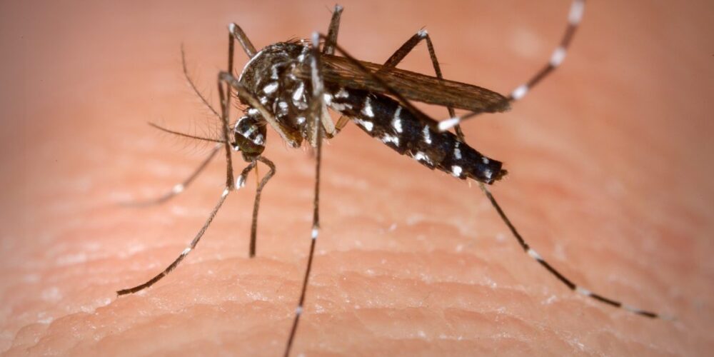 É verdade que vinagre de álcool mata mosquito da dengue