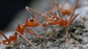 Formigas venenosas