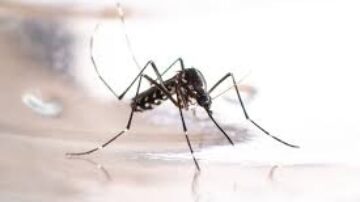 Inseto que transmite a dengue