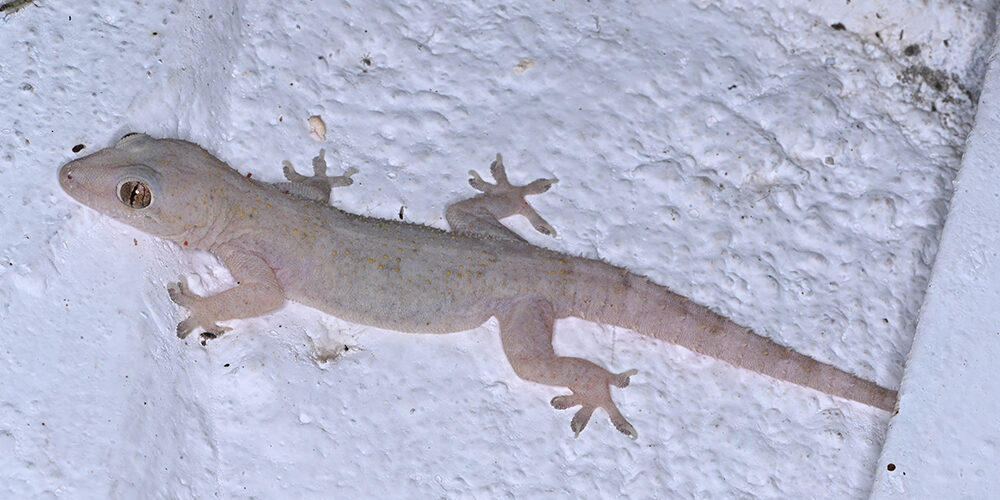 Lagartixas são perigosas para humanos