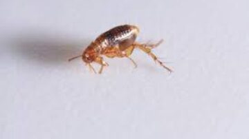 Métodos naturais e eficazes para se livrar das pulgas em casa