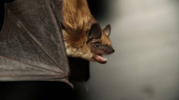 Morcego ataca cachorro