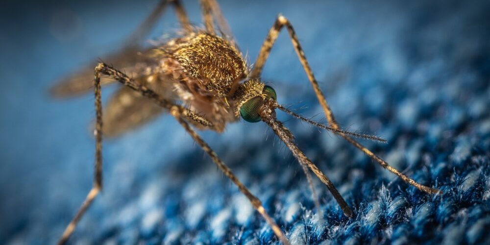 O Mosquito da Dengue Transmite Outras Doenças