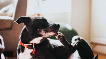 O Que Atrai Pulgas Para Animais De Estimação