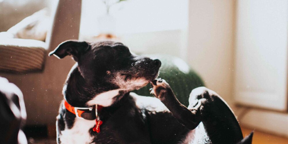 O Que Atrai Pulgas Para Animais De Estimação