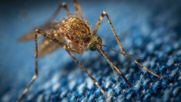 O Que é o Mosquito da Dengue