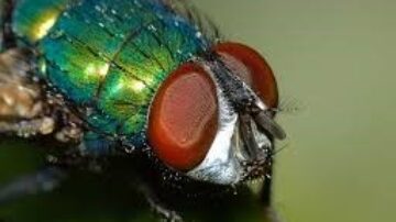 O que a mosca se alimenta