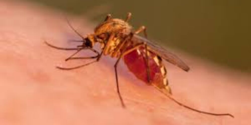O que acontece com o mosquito da dengue depois de picar