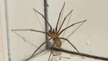O que acontece quando a aranha passa na pele
