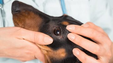 O que acontece se o cachorro lamber inseticida