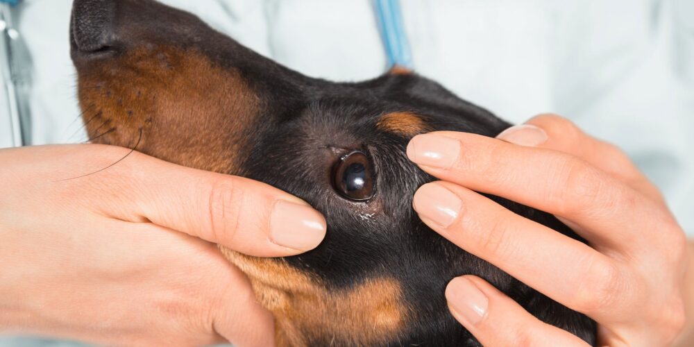 O que acontece se o cachorro lamber inseticida