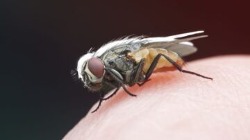 O que acontece se uma mosca te picar